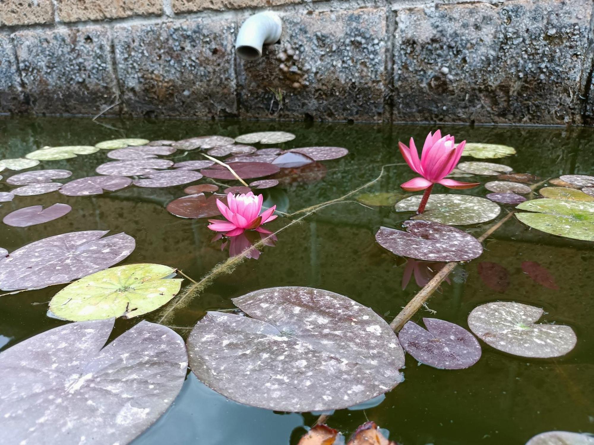 Farm stay Il Giardino Nell'orto Vetralla